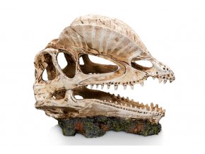GiganTerra Lebka Dilophosaurus (5)