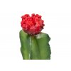 GiganTerra Umělý Kaktus Red (4)
