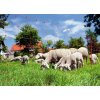 Síť pro elektrické ohradníky na ovce Ovinet 90 cm, 50 m, 2 hroty, oran