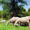 Síť pro ovce a kozy OVINET 50 m pro elektrický ohradník - výška 108 cm