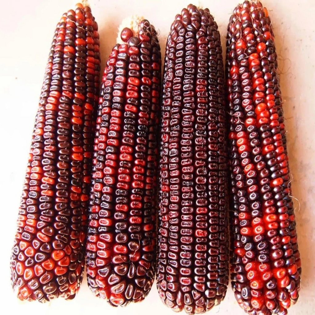 Kukuřice purpurová