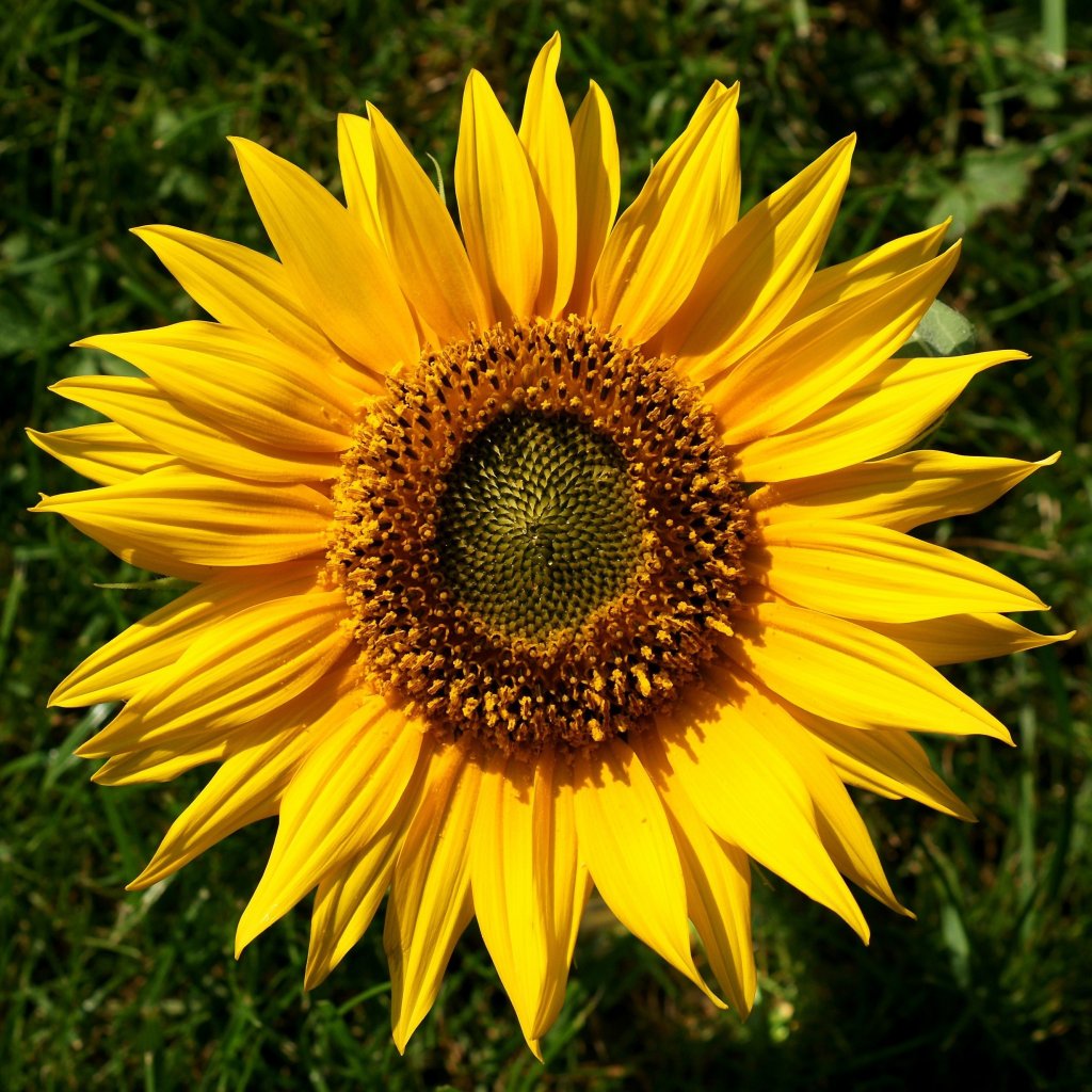 Sonnenblume Helianthus 1