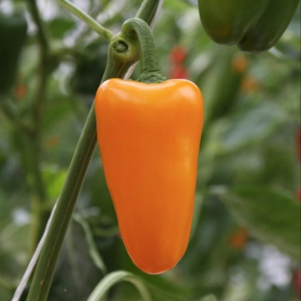 Paprika zeleninová Vlasta