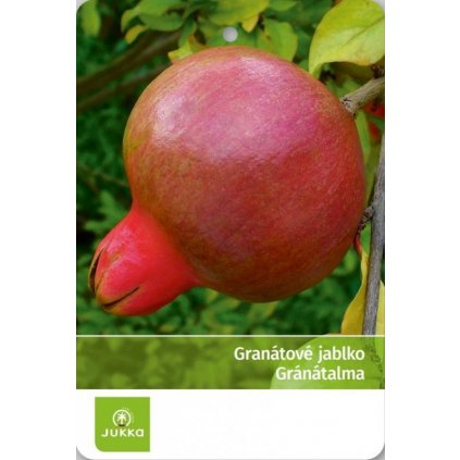 Granátové jablko - LEGRALLEAE