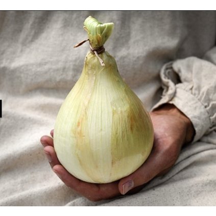 Cibule Globo Onion