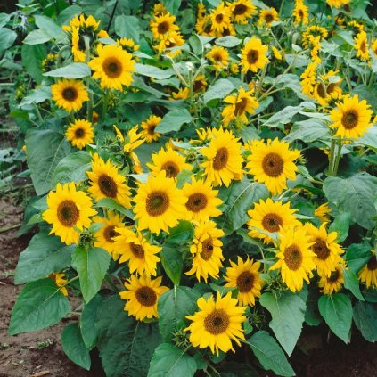 sunflower topolino 1