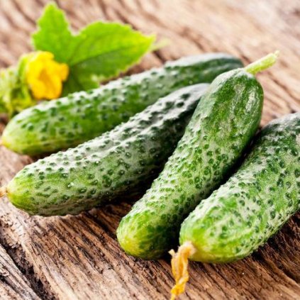 pickling cucumber fin de meaux UK 500 0023510