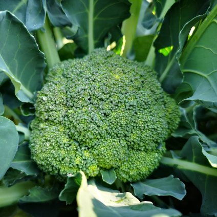 Brokolice z Kalábrie