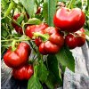 Paprika Topepo Rosso