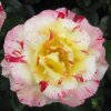 Růže Camille Pissaro