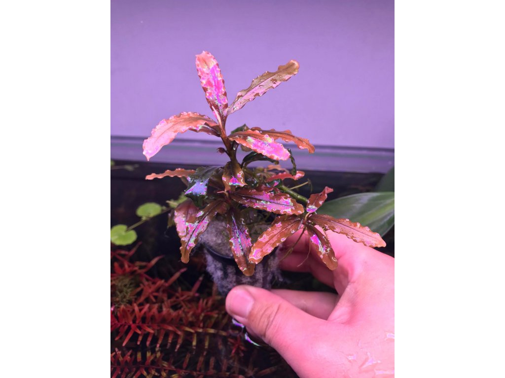 Bucephalandra Red Purple