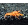 Mini Rak mexický | Cambarellus patzcuarensis orange