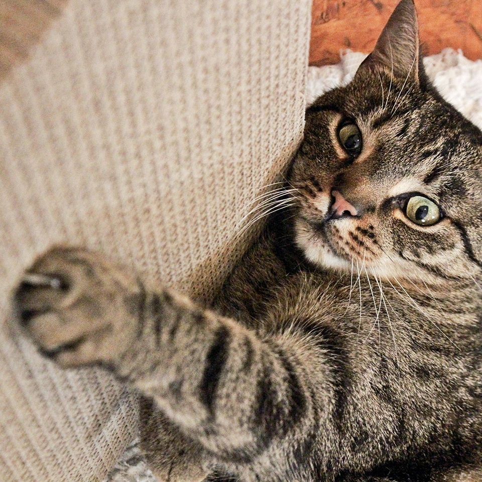 Akinu kartonové škrabadlo 28x38x4cm Obrázek