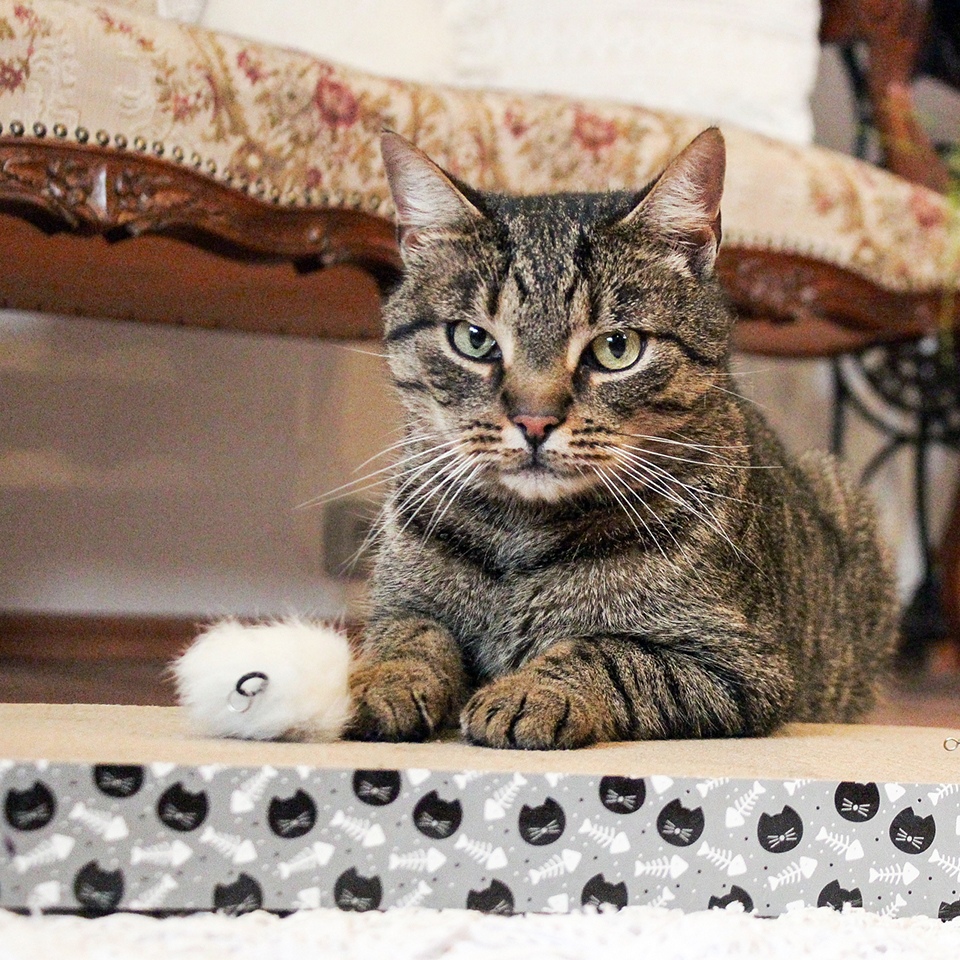 Akinu kartonové škrabadlo 28x38x4cm Obrázek