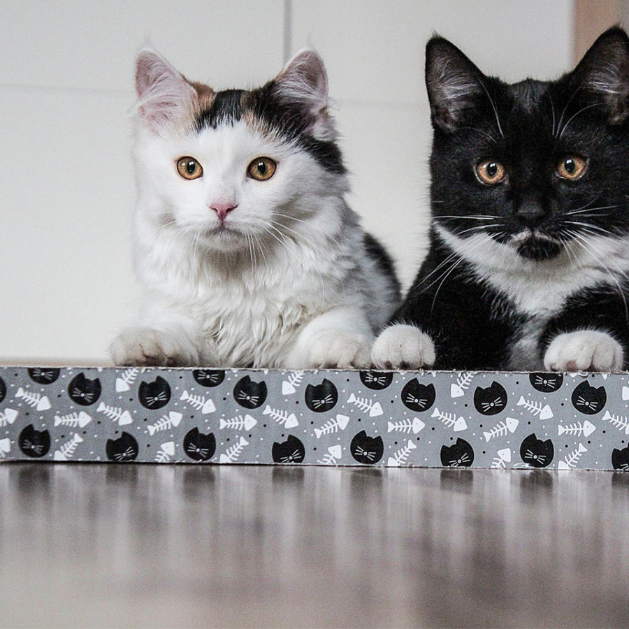 Akinu kartonové škrabadlo 28x38x4cm Obrázek