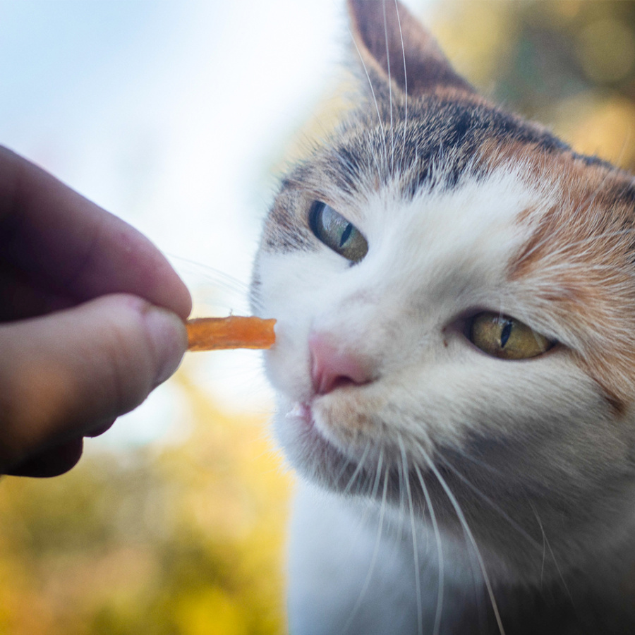 Akinu Masíčka kuřecí řezanky pro kočky 50 g Obrázek