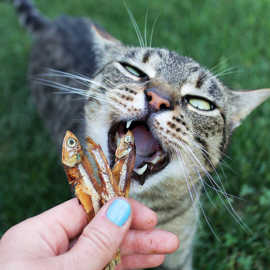 Akinu Masíčka sušené rybičky pro kočky 50g Obrázek