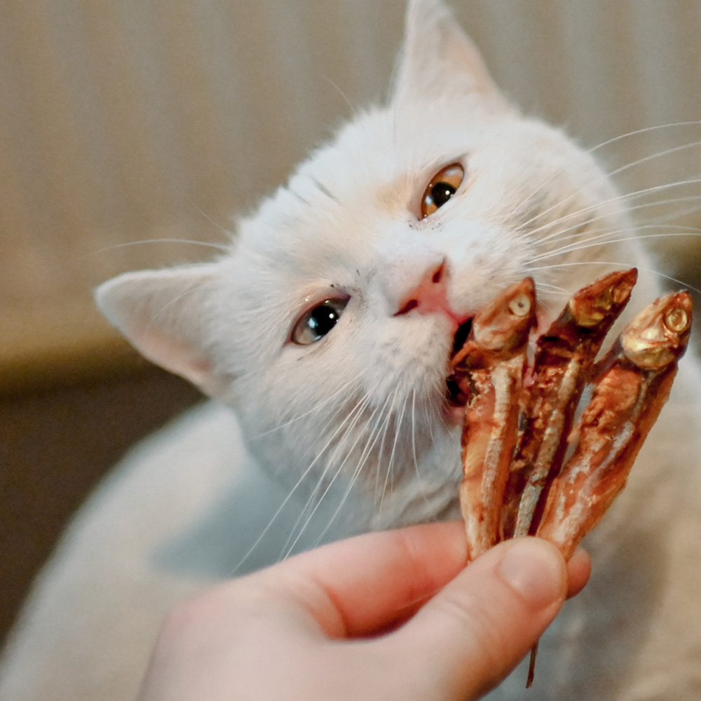 Akinu Masíčka sušené rybičky pro kočky 50g Obrázek