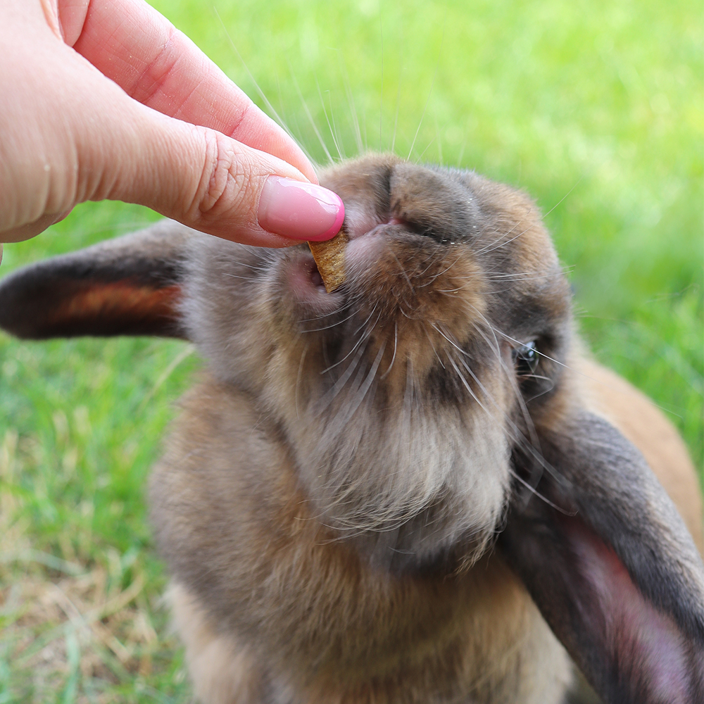 Akinu Pillows polštářky s mrkví pro hlodavce 40g Obrázek