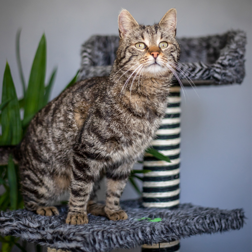 Akinu Odpočívadlo HAIRY JACK L 101cm Obrázek