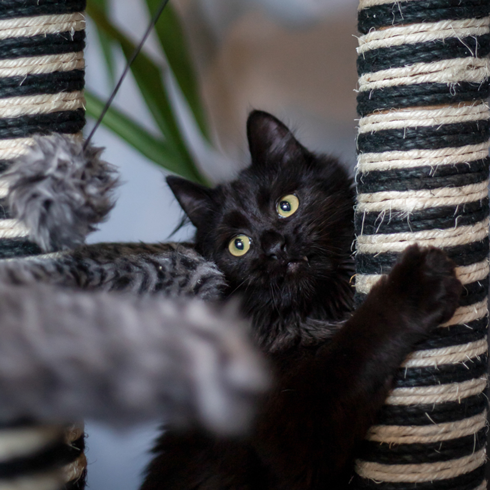 Akinu Odpočívadlo HAIRY JACK L 101cm Obrázek