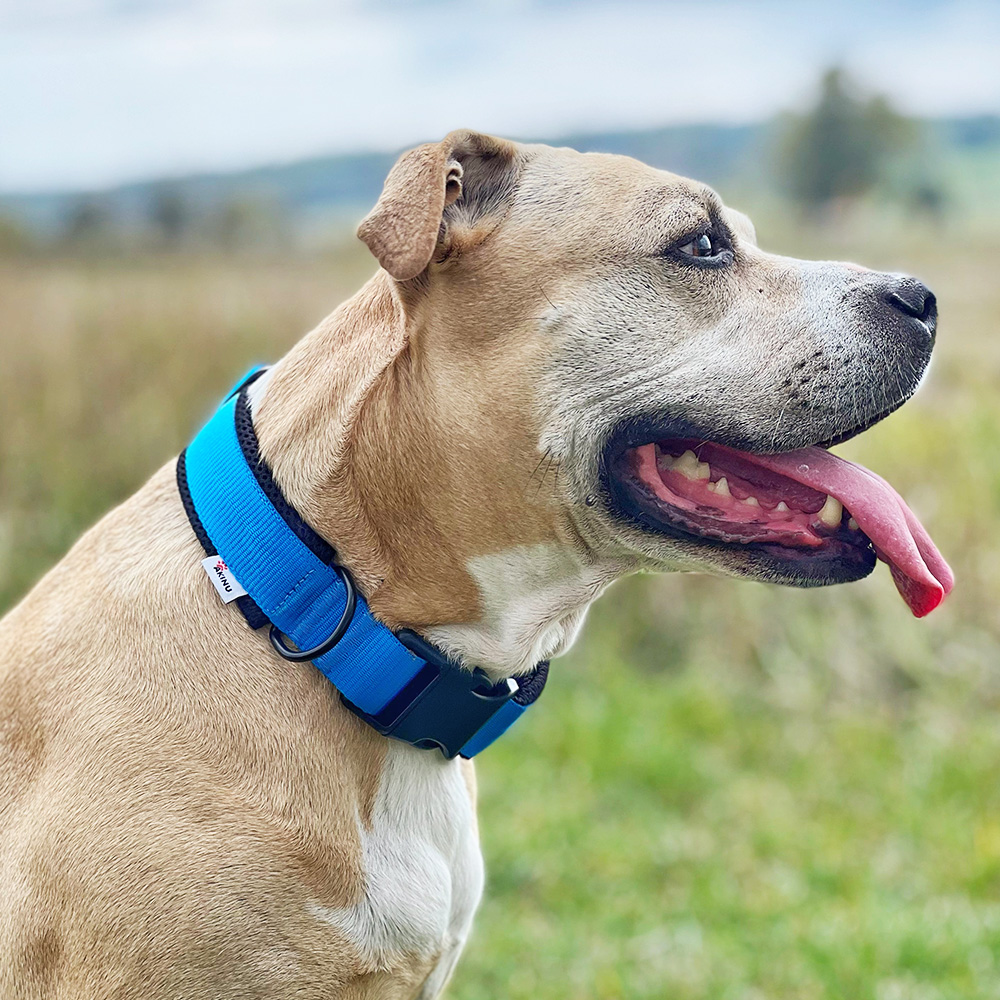 Akinu Obojek modrý L, 45-60 cm Obrázek