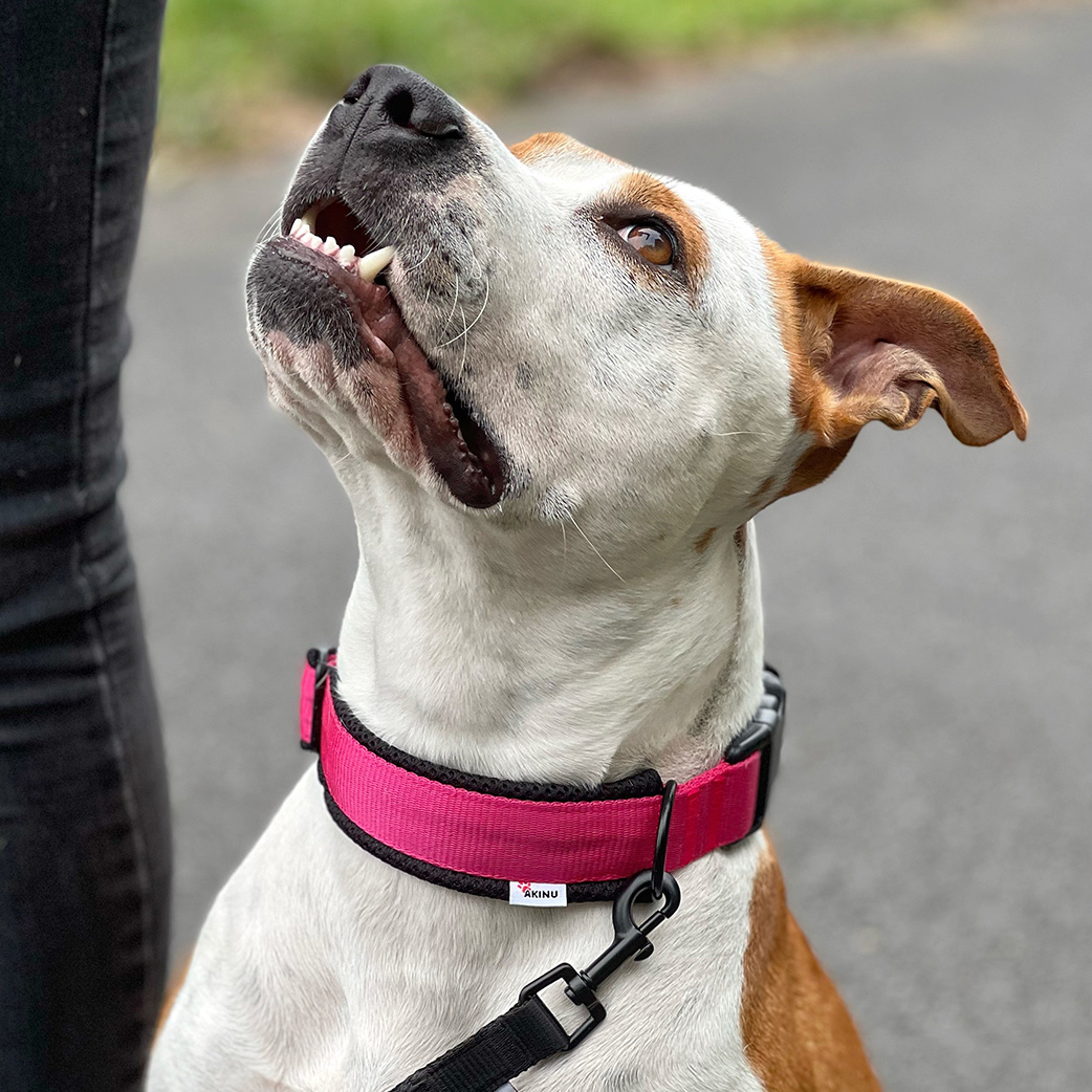 Akinu Obojek růžový L, 45-60 cm Obrázek