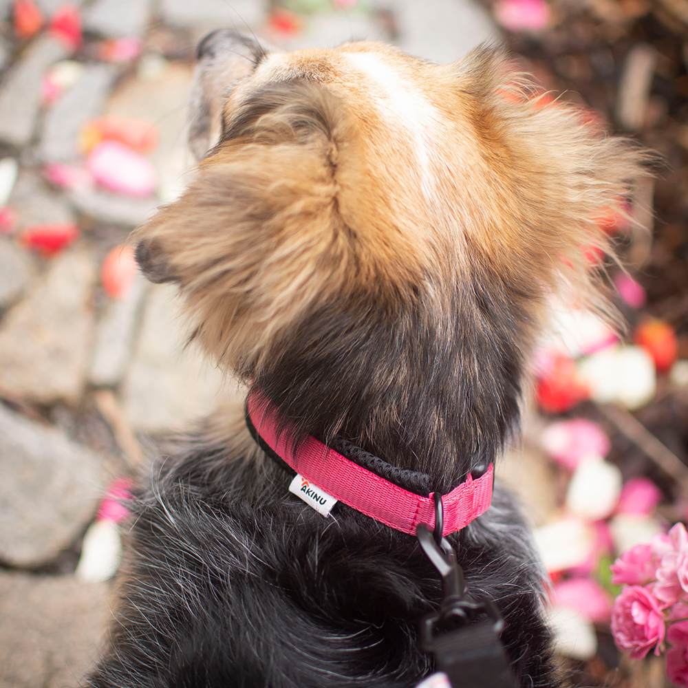 Akinu Obojek růžový S, 25-35 cm Obrázek