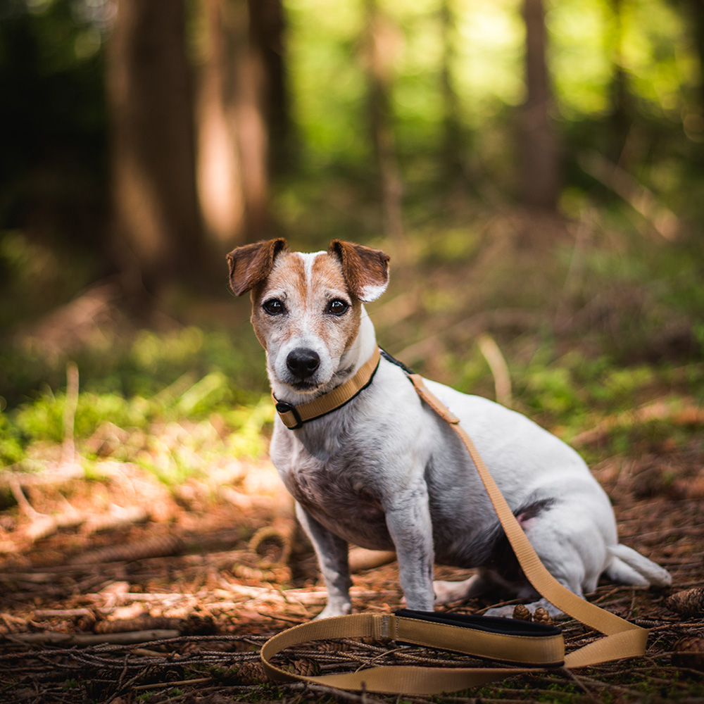 Akinu Obojek zlatý M, 35-45 cm Obrázek