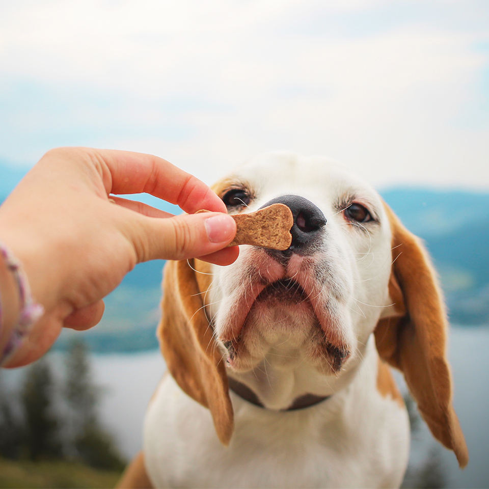 Akinu sušenka KOSTI se zinkem 1000g Obrázek
