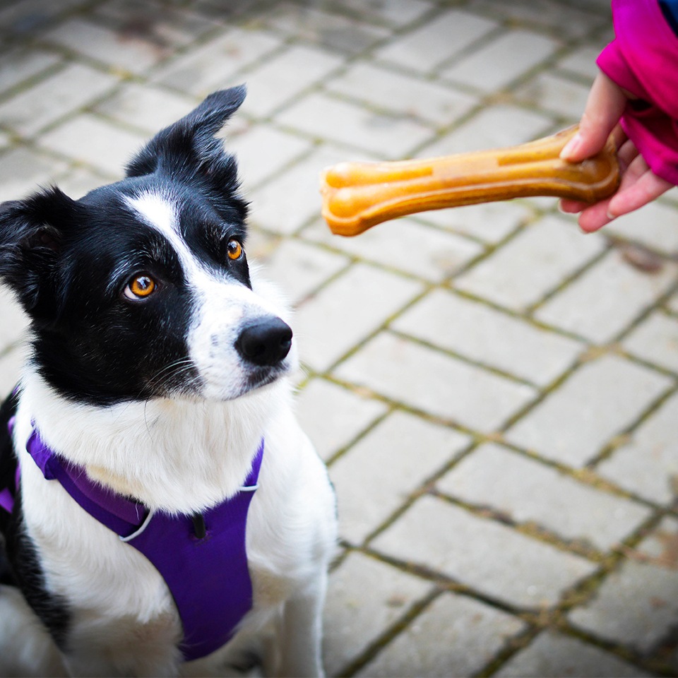 Akinu Kost buvolí 16cm Obrázek