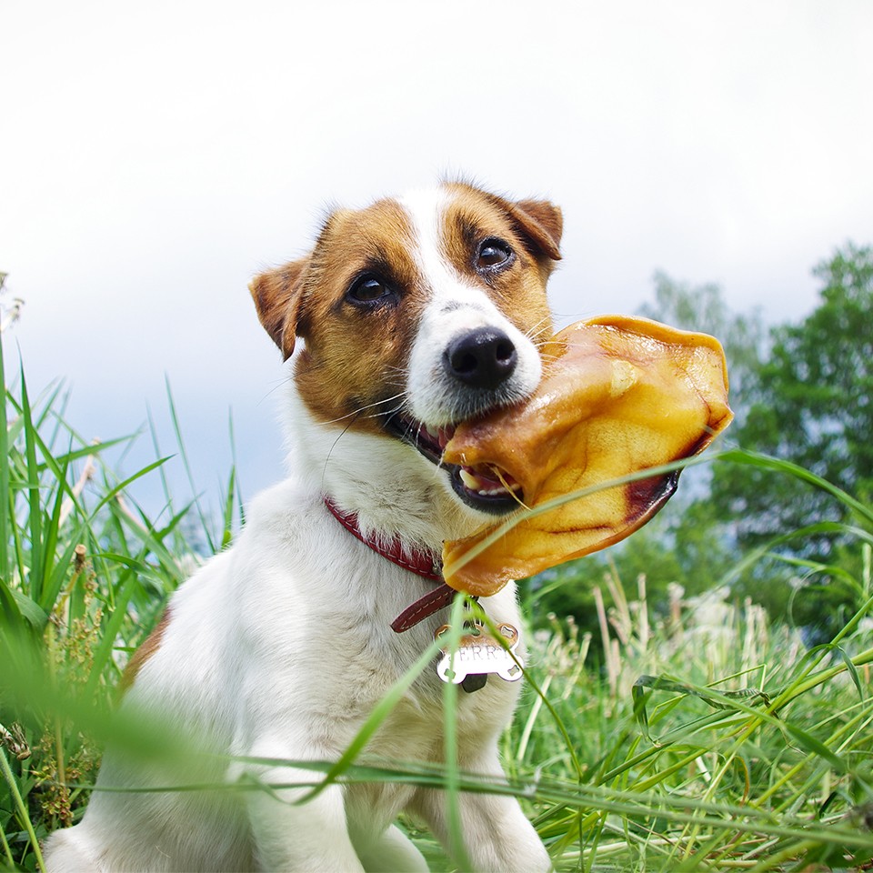Akinu vepřové ucho 1ks Obrázek