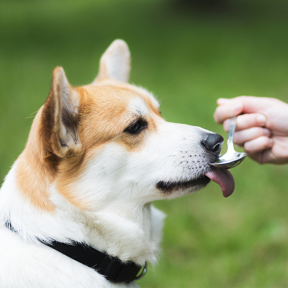 Akinu VITALITY Lososový olej 500 ml Obrázek