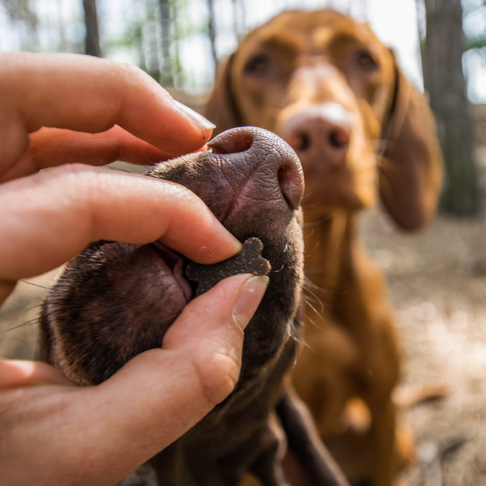 Akinu Kostičky MINI pro štěňata s vápníkem 60g Obrázek