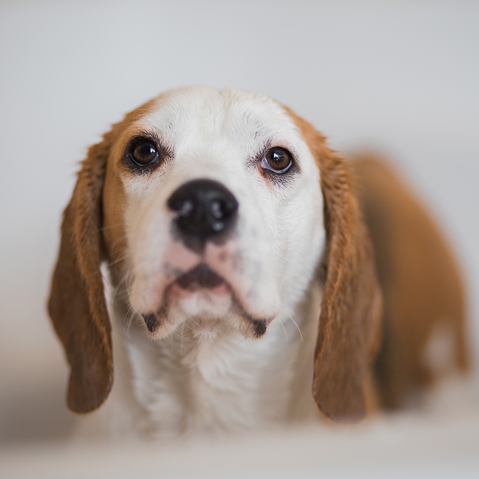 Akinu šampon speciál 250ml Obrázek