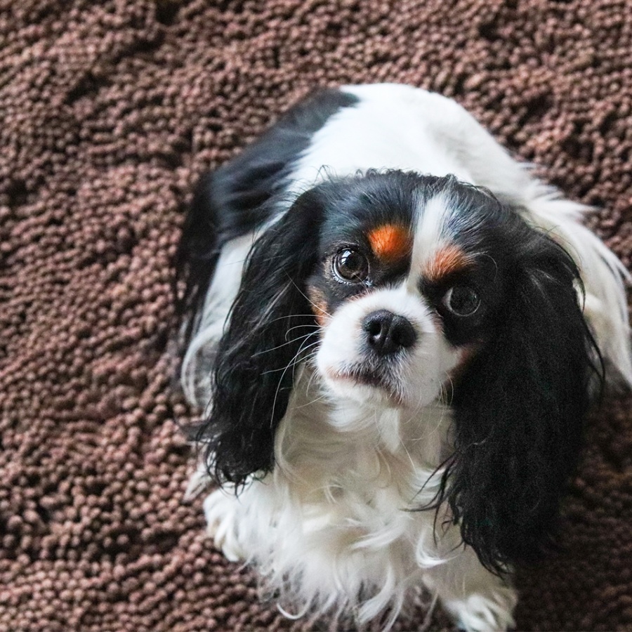 Akinu SUPERabsorpční poduška 89x66cm Obrázek