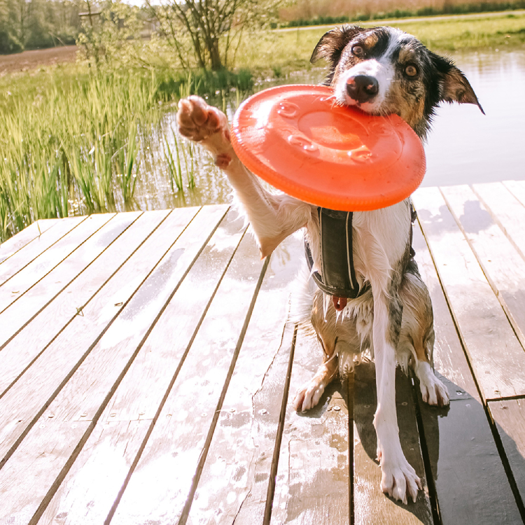 Akinu AQUA pěnové frisbee velké 21,5 cm Barva: Zelená Obrázek