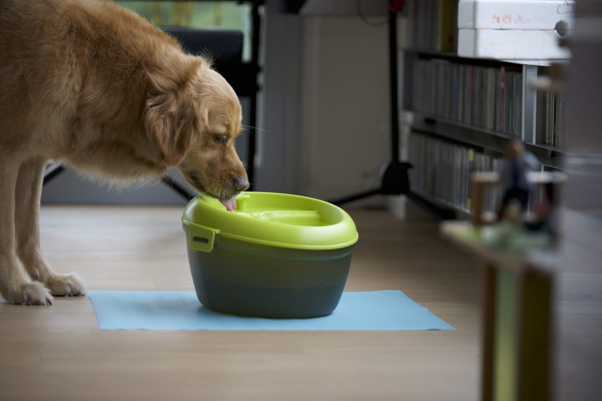 Akinu Fontána DOG pro psy H2O 220V 6l Obrázek