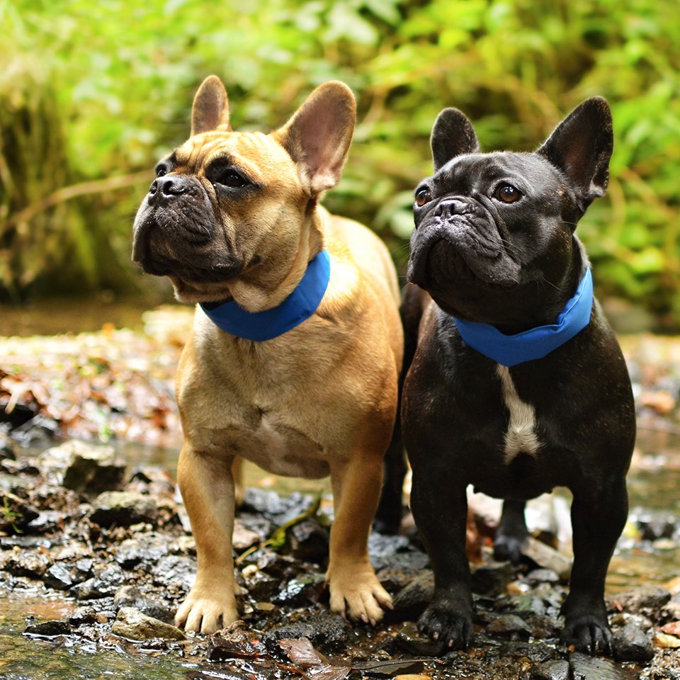 Akinu chladicí obojek pro psy 32-37cm Obrázek