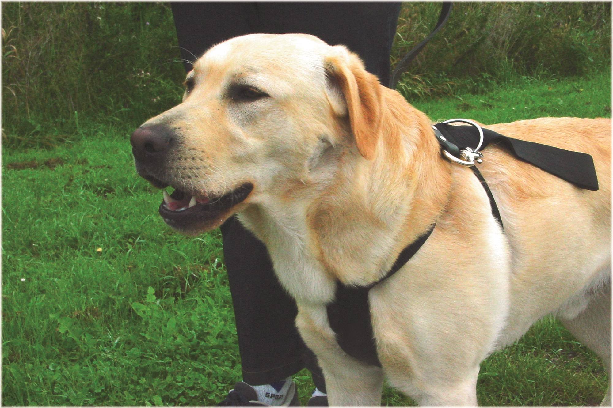 Beeztees bezpečnostní pás do auta pro psa XL Obrázek