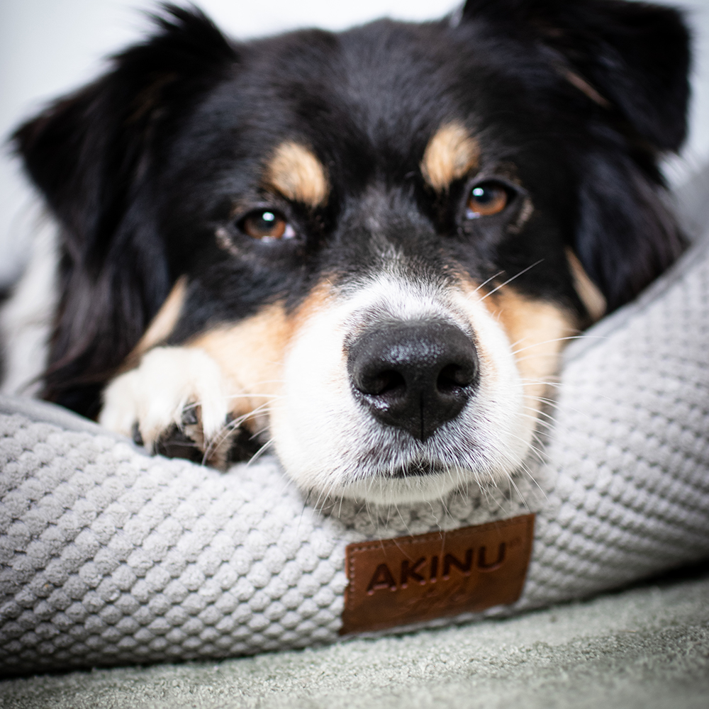 Akinu pelech pro psy M šedý 60x50x18 cm Obrázek