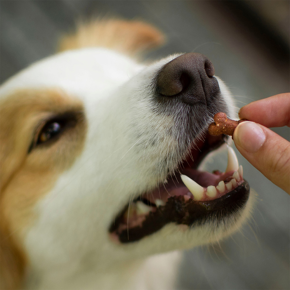 Akinu kostičky pro psy poloměkké 500 g Obrázek