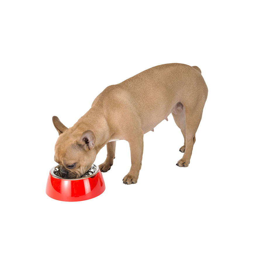 Ferplast JOLIE miska S 500 ml Barva: Béžová Obrázek