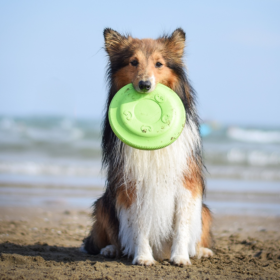 Akinu AQUA pěnové frisbee malé 17 cm Barva: Zelená Obrázek