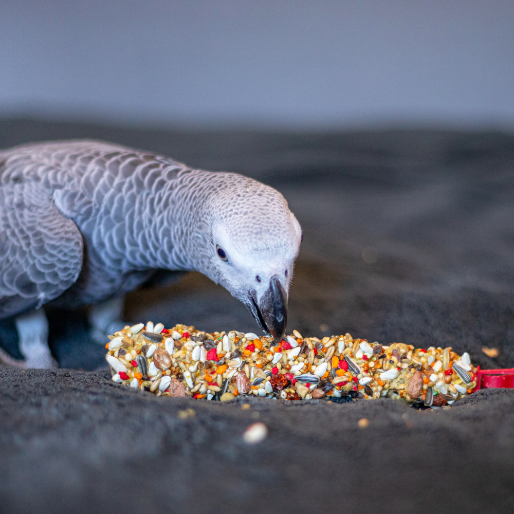 Sippy tyč pro střední a velké papoušky ovocno-ořechová 2ks Obrázek