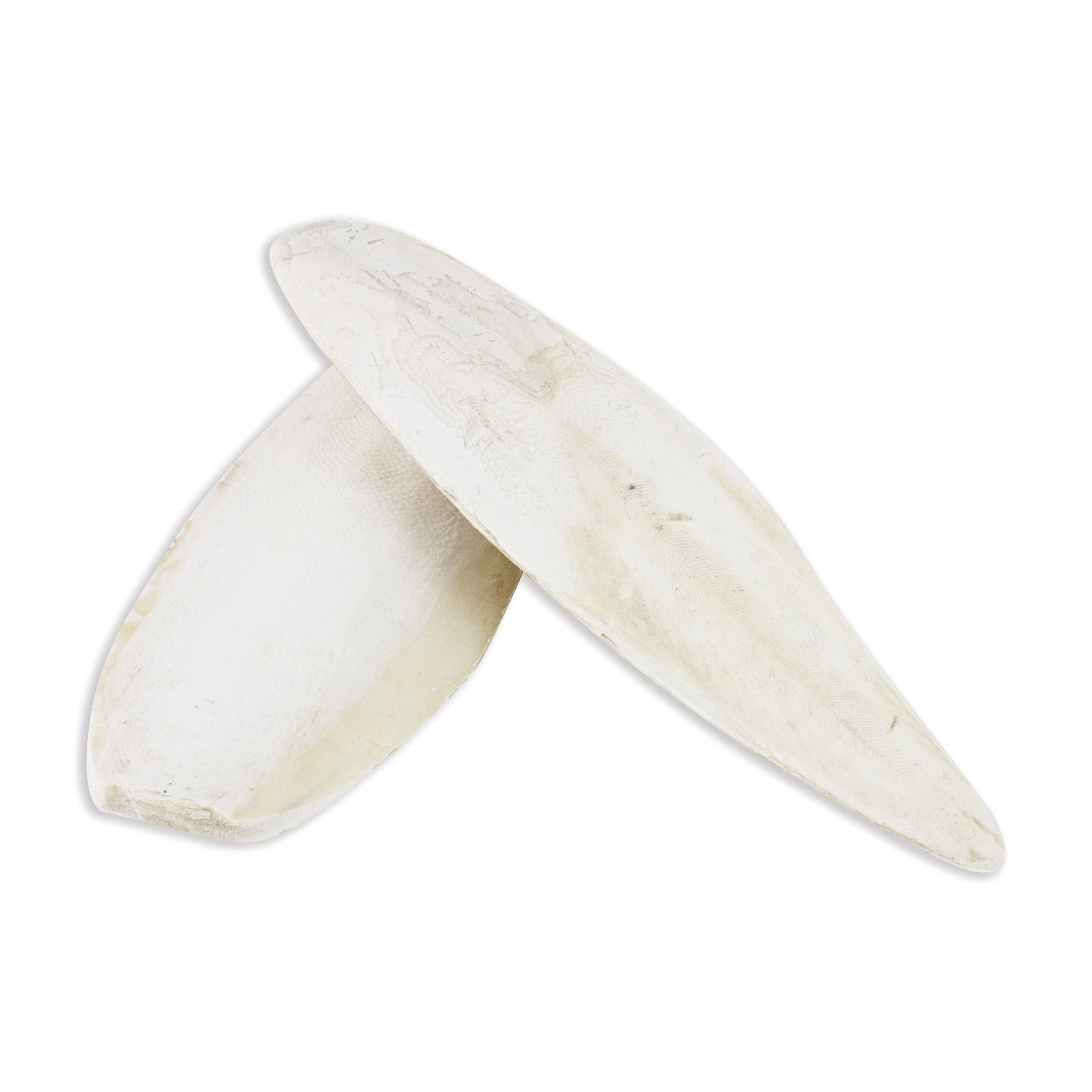 Akinu Sépiová kost VOLNĚ 1kg 20-25cm Obrázek