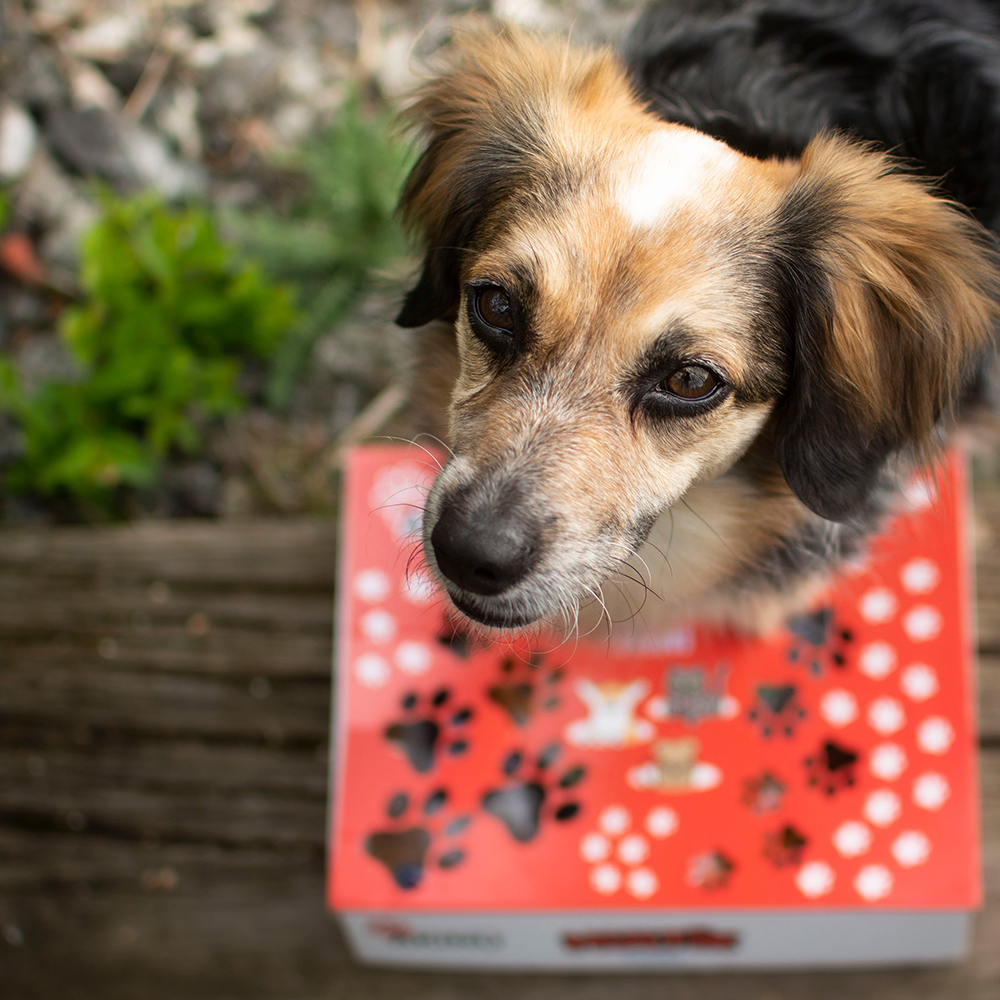 Akinu mini MULTÍK Svačinka pro psy Obrázek