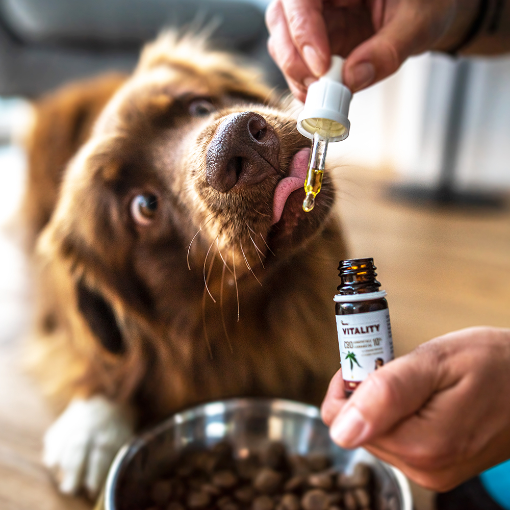 Akinu VITALITY CBD konopný olej pro psy 10%, 10 ml Obrázek