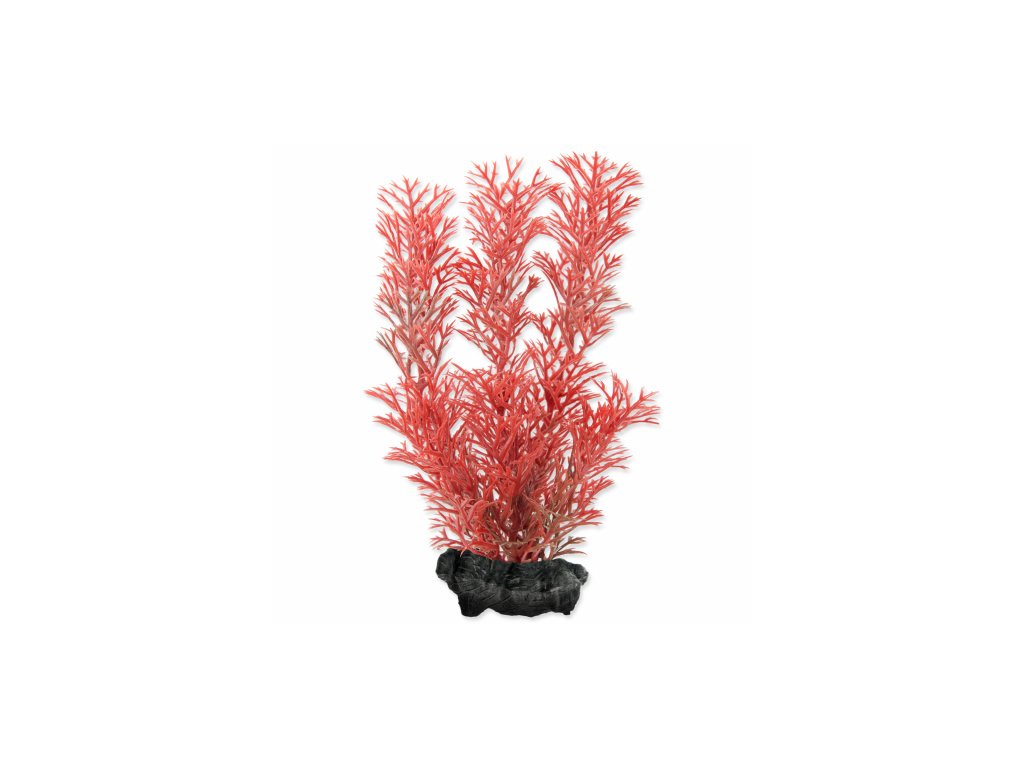 rostlina tetra foxtail red s 15cm default