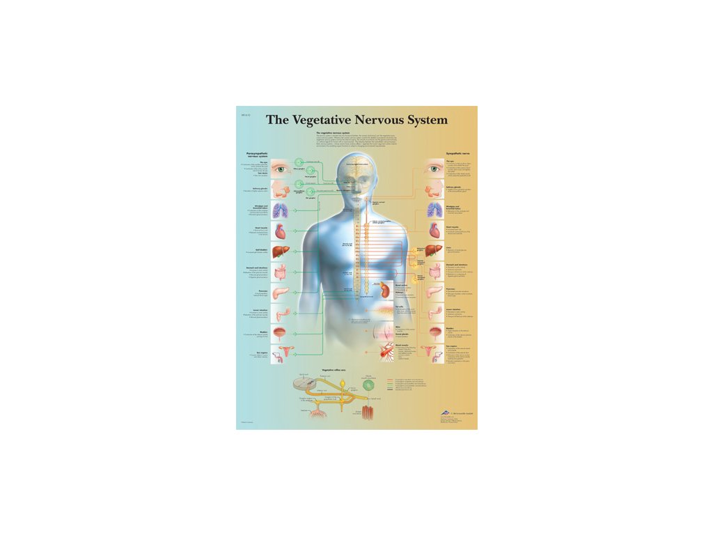 Výuková anatomie - nervový systém B